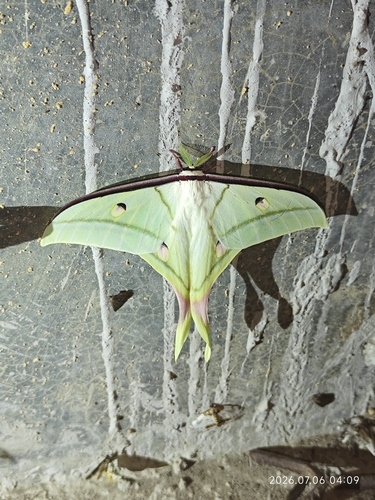Chinese Moon Moth