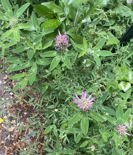 Zigzag Clover