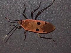 Physopelta quadriguttata