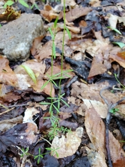 Galium uniflorum