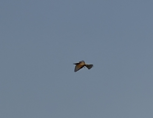 European Bee-eater
