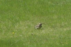 Colaptes auratus auratus