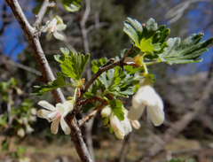 Ribes leptanthum