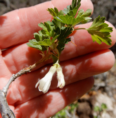 Ribes leptanthum