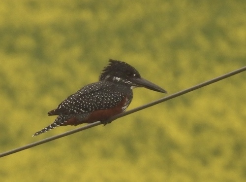 iNaturalist image