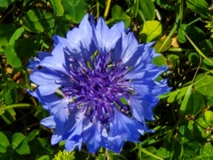 Centaurea cyanus