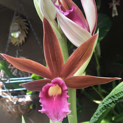 Phaius