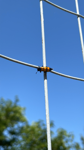 Four-spotted Blisterbeetle