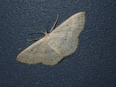 Idaea trisetata