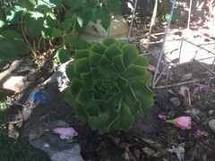 Aeonium undulatum