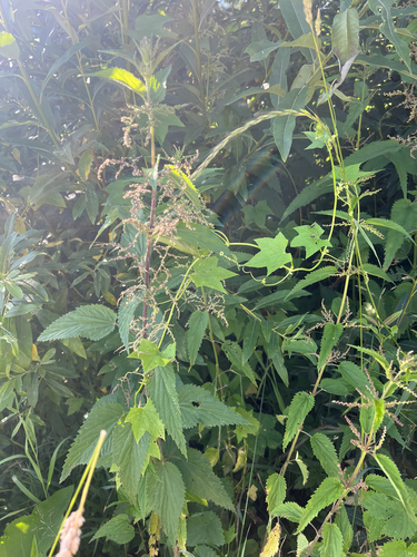prickly cucumber
