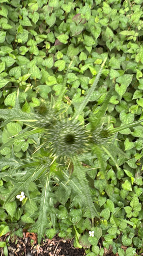Bull Thistle