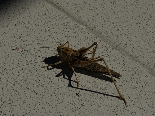 White-faced Bush-cricket