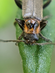 Cyrtomoptera divisa