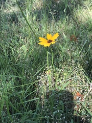 Coreopsis basalis
