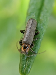 Cyrtomoptera divisa