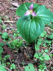 Trillium ovatum ovatum