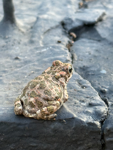 Green Toad