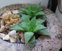 Haworthia turgida