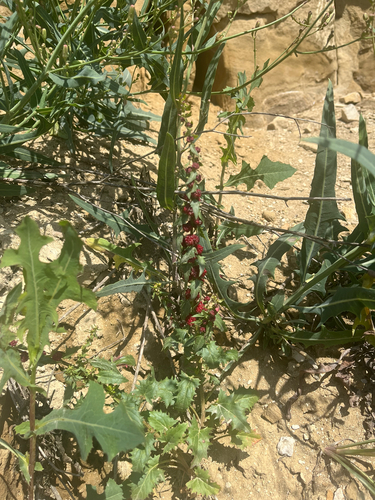 Strawberry Goosefoot