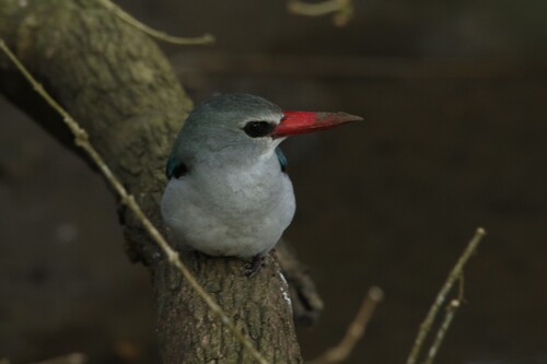 iNaturalist image
