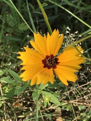 Coreopsis basalis
