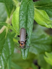 Cyrtomoptera divisa