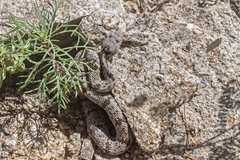 Crotalus lepidus klauberi