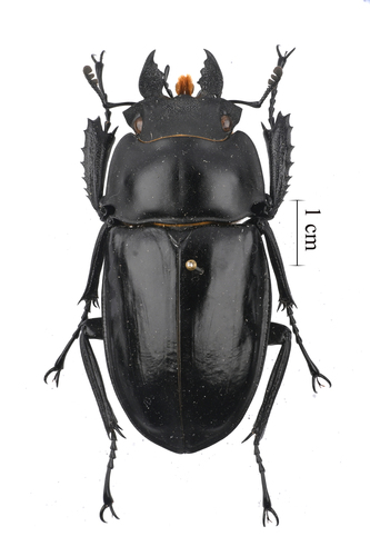 Neolucanus perarmatus