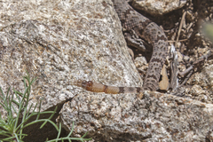 Crotalus lepidus klauberi
