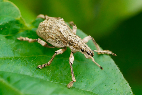 Episomus turritus