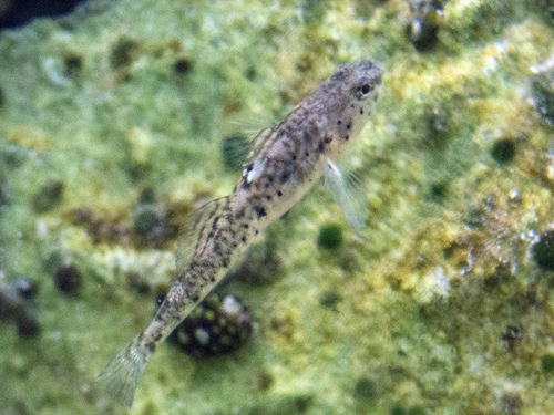 Canestrini's grondel (Pomatoschistus canestrinii) — Gobiidae — 4