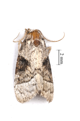 Meganola triangulalis