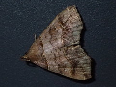Bertula kosemponica