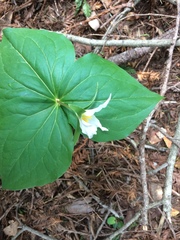 Trillium ovatum ovatum