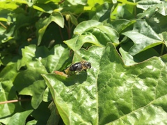Apis mellifera