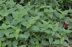 Monarda × medioides