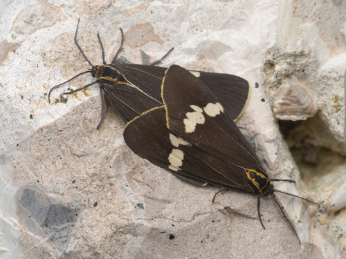 Australian magpie moth