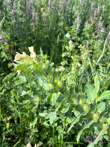 black henbane