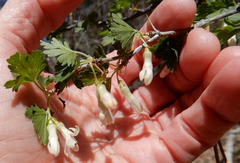 Ribes leptanthum