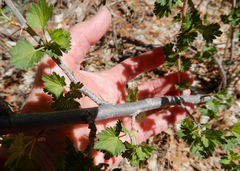 Ribes leptanthum