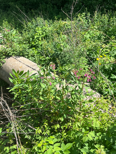 Himalayan balsam