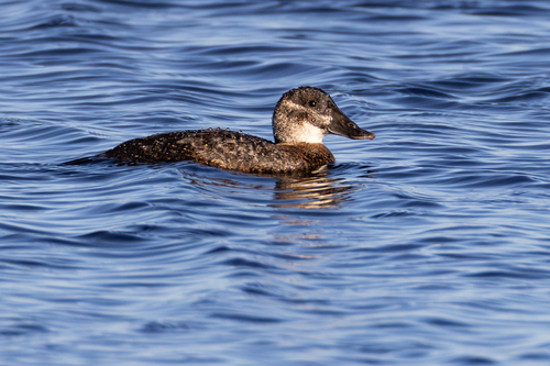 iNaturalist image