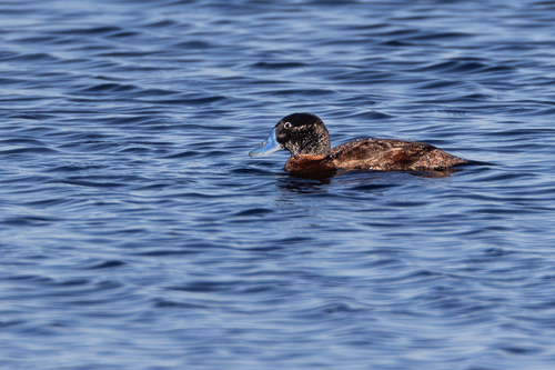 iNaturalist: (c) John Gale, some rights reserved (CC BY-NC), uploaded by John Gale iNaturalist image