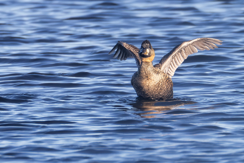 iNaturalist image