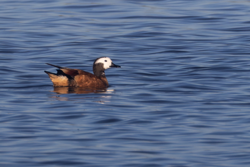 iNaturalist image
