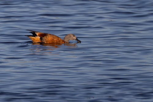 iNaturalist: (c) John Gale, some rights reserved (CC BY-NC), uploaded by John Gale iNaturalist image