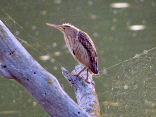 Little Bittern