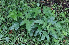 Girardinia diversifolia, photograph (c) 黃家瑜, some rights reserved (CC BY)