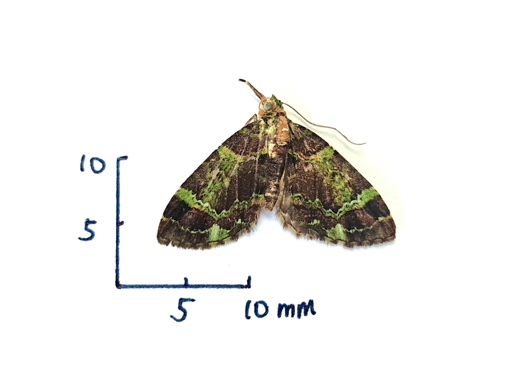 Pasiphilodes chlorocampsis